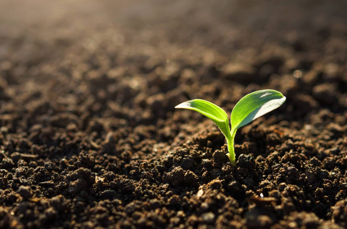 Bodenaufbereitung. Wenn der Boden von Fremdstoffen befreit wird, kann wie hier neuer Mutterboden entstehen in dem Pflanzen wachsen und gedeihen