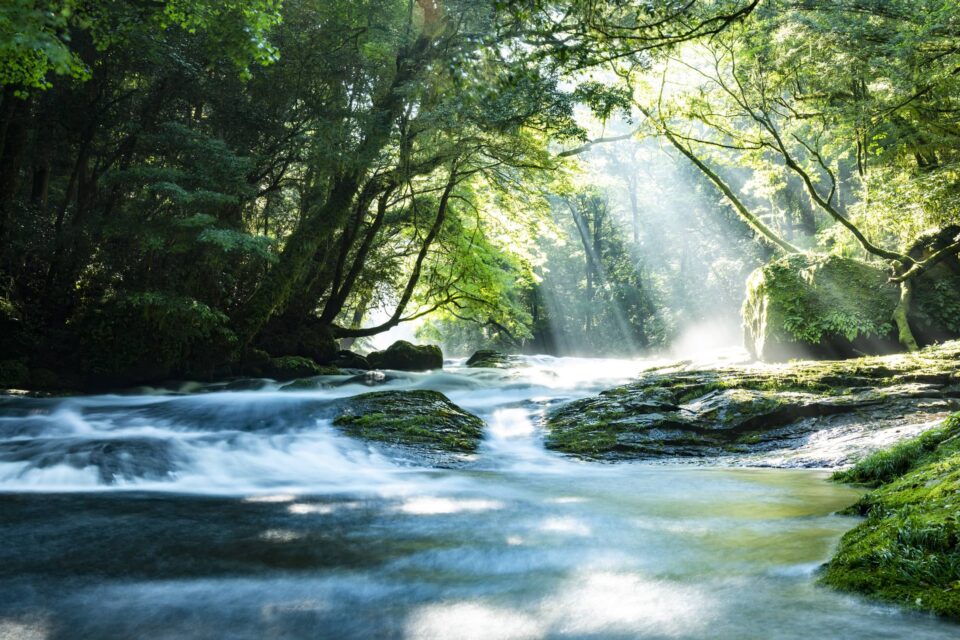 Waldszene bei schönem Wetter - sauberes Wasser fließt durch einen klaren Bach - man sieht warum Umweltschutz und Nachhaltigkeit so wichtige Themen sind
