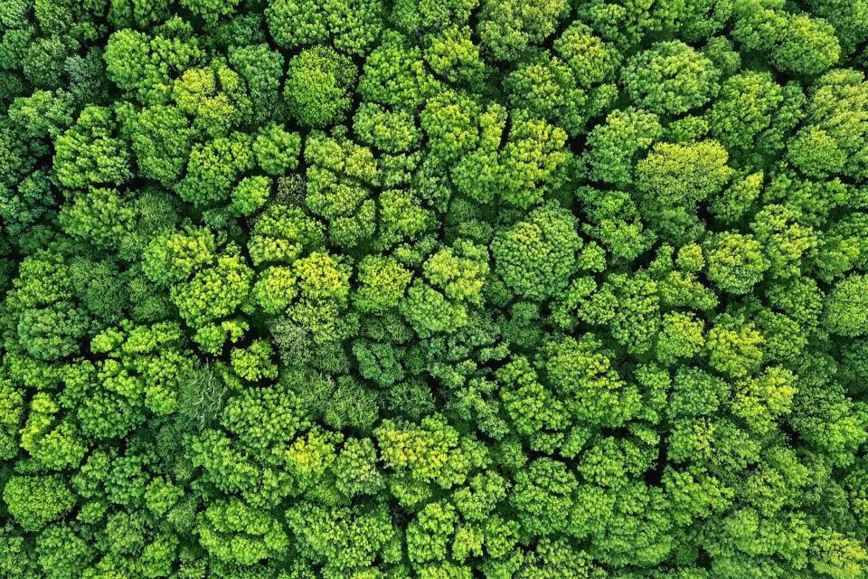 Nachhaltigkeit und Umweltschutz - gesunder grüner Wald im Sommer in der Vogelperspektive